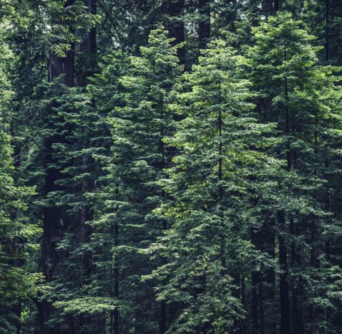 Bos met groene pijnbomen